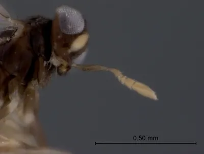 Woolly Apple Aphid parasitoid