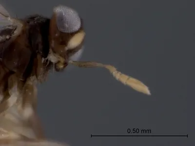 Woolly Apple Aphid parasitoid - photo 3
