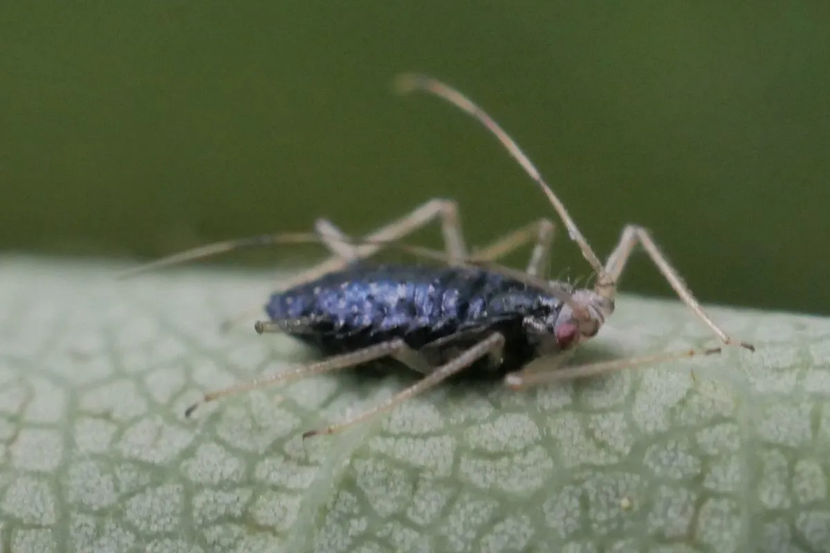 Aphelinus thomsoni - photo 3