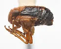 Aphelonema decoratum