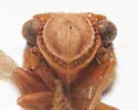 Aphelonema decoratum - photo 3