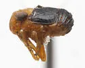 Aphelonema decoratum - photo 4