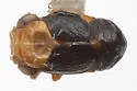 Aphelonema decoratum - photo 5
