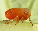 Aphelonema simplex - photo 2
