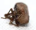 Aphelonema simplex - photo 3