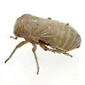 Aphelonema simplex - photo 5