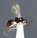 Aphelopus albopictus