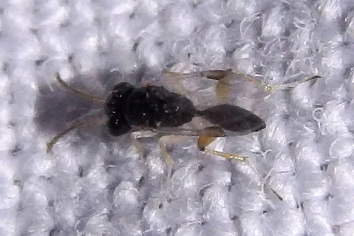 Aphelopus melaleucus