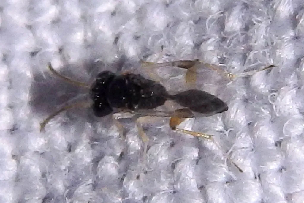 Aphelopus melaleucus - photo 2