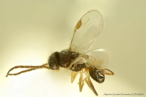 Aphelopus varicornis - photo 2