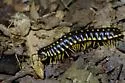 Apheloria montana