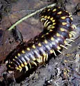 Apheloria montana - photo 4