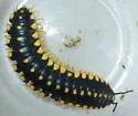 Apheloria montana - photo 5