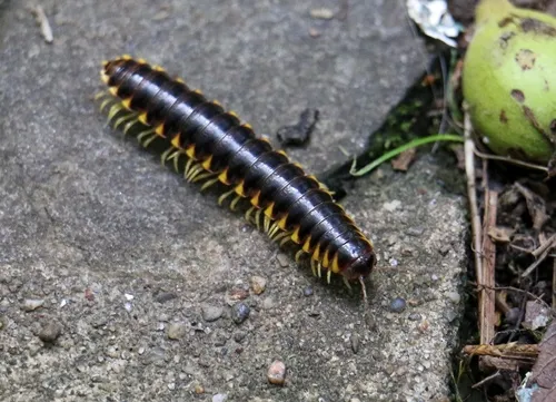 Apheloria tigana
