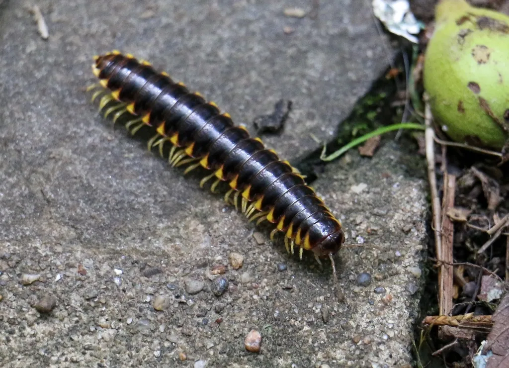 Apheloria tigana - photo 2