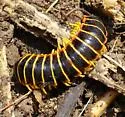 Apheloria virginiensis - photo 2