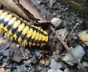 Apheloria virginiensis - photo 3
