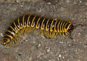 Apheloria virginiensis - photo 4