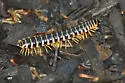 Apheloria virginiensis - photo 5