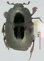 Aphelosternus interstitialis - Aphelosternus interstitialis