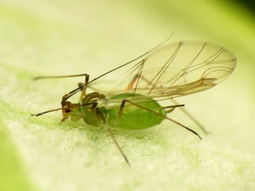 Aphids - photo 3