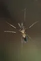 Aphid Midge