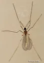 Aphid Midge - photo 2
