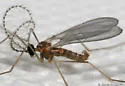 Aphid Midge - photo 3
