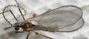 Aphid Midge - photo 4