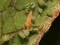 Aphid Midge - photo 5