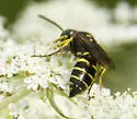 Aphilanthops frigidus