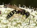 Aphilanthops frigidus - photo 2