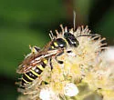 Aphilanthops frigidus - photo 3