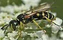 Aphilanthops frigidus - photo 4