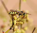Aphilanthops hispidus