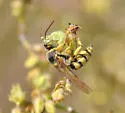 Aphilanthops hispidus - photo 2