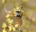 Aphilanthops hispidus - photo 3