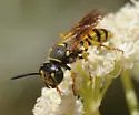 Aphilanthops subfrigidus - photo 2
