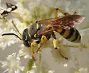 Aphilanthops subfrigidus - photo 3