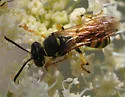 Aphilanthops subfrigidus - photo 4