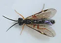 Aphilodyctium fidum - photo 2