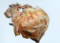 Aphilodyctium fidum - photo 3