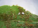 Aphis asclepiadis - photo 2
