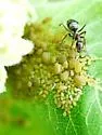 Aphis asclepiadis - photo 3