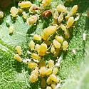 Aphis asclepiadis - photo 4