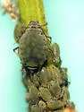 Aphis asclepiadis - photo 5