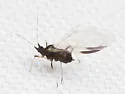 Black Citrus Aphid