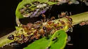 Black Citrus Aphid - photo 2