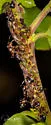Black Citrus Aphid - photo 3