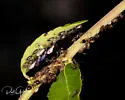 Black Citrus Aphid - photo 4